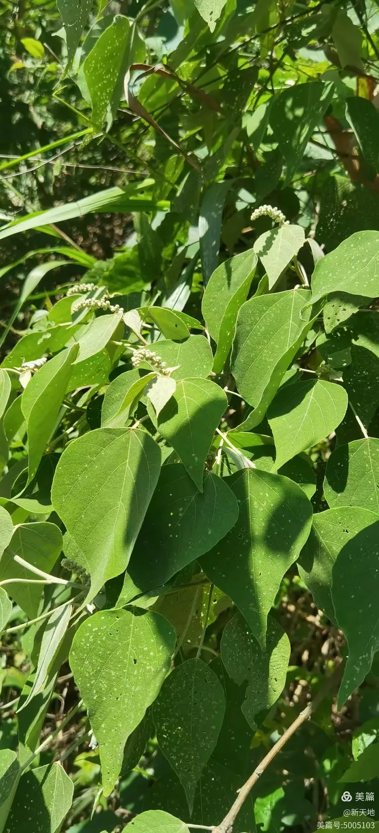 植物观赏 白背叶